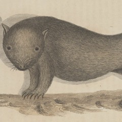 Great Southern Lands w/ James W 200922