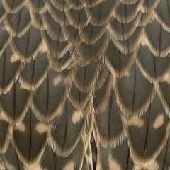 بري حالي ~ حسين ال لبيد