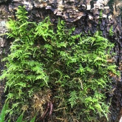 GREEN MINI MIX