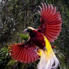 𝙆𝙐𝙈𝙐𝙇 𝙔𝘼 ` 🇵🇬