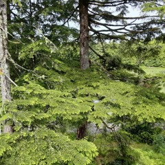 Hyphocus Island, Vancouver Island BC, Canada