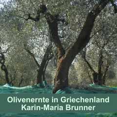 Olivenernte in Griechenland