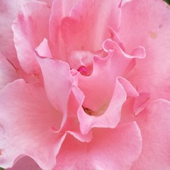 Rose Tuning