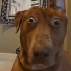 Bonedoggle But Fnab Sumthin And Abby Sings It