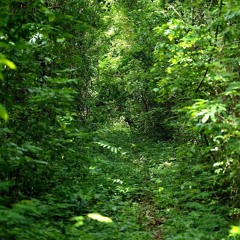 Paisagem Sonora - Parque Estadual "Mata dos Godoy"