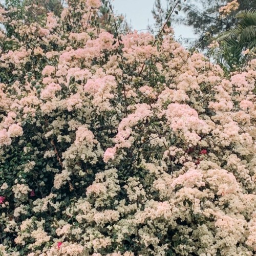 l o v e i s r a r e [Prod. IOF]