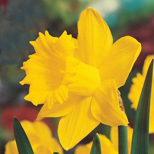 Daffodils