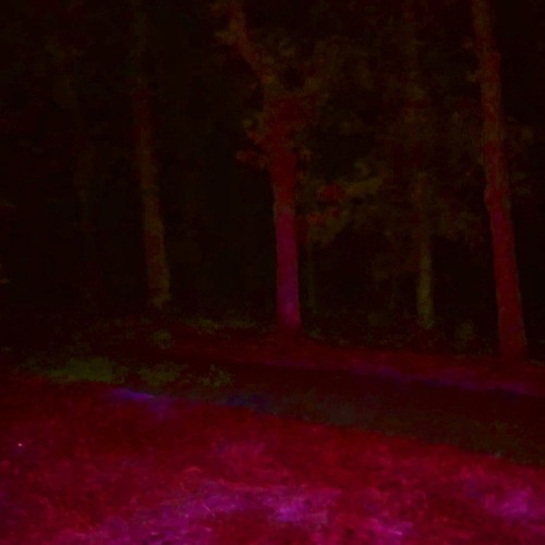 Scarlet Forest