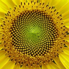 Fibonakoil