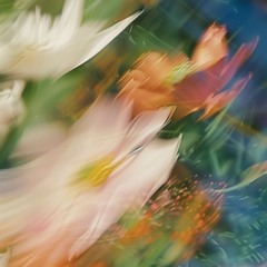 Stars & Stripes (Från Maximteaterns Valvaka 2024)