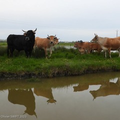 Ambiance bovine dans le marais du Daviaud, un 25 avril 2023
