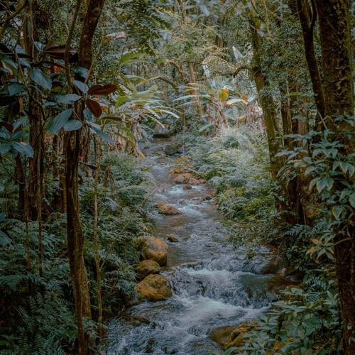 Jungle Preview Forest Jump 03 (MTC)