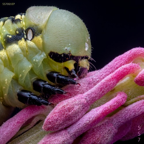 ANTIDOTE Premiere: Truxx - Heliotrope [SS7.002EP]