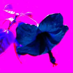 FLOWER FRESH