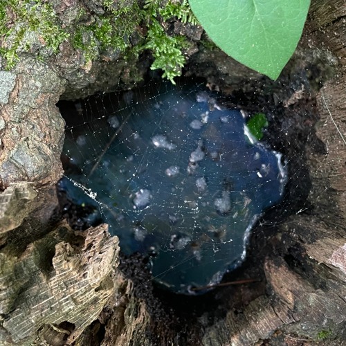Stream World's Largest Cedar Bucket by Wheatley Listen online for