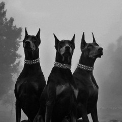 MUTT COVER