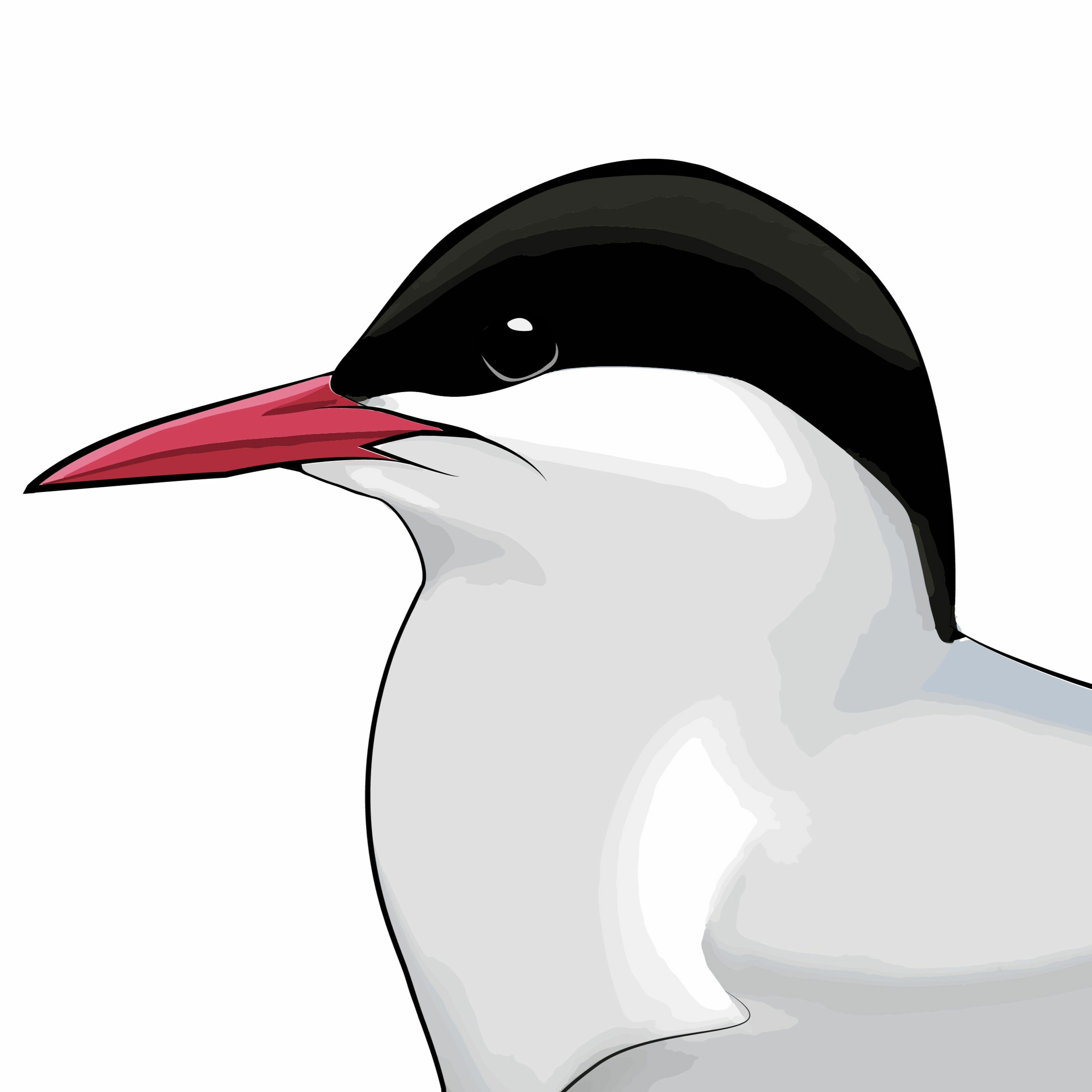 Pippipodden