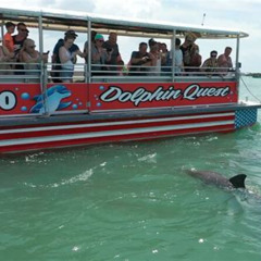 Review Special Price Dolphin Quest - Sightseeingeco Cruise Johns Pass Madeira Beach Fl