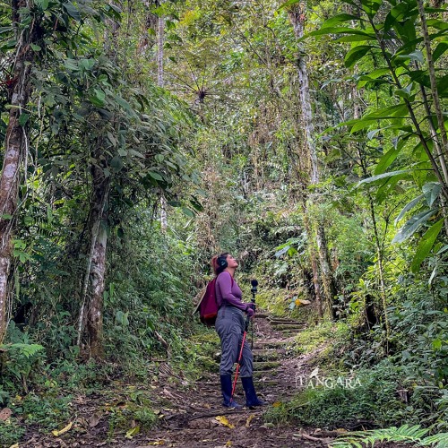 290525 / Listen Fauna / Nicole / ANP PNYCH