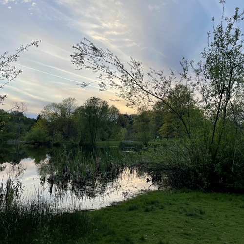 Jericho Park Pond - evening May 11 2023 (binaural)