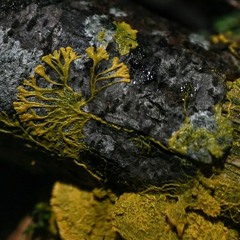Infected Blob