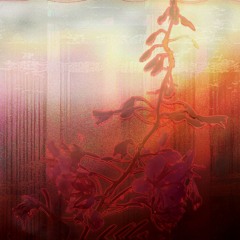 Bloom of Dusk
