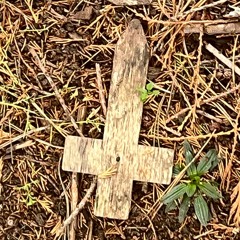 Cum Machine -The ring version- (cover)