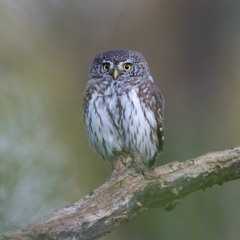 Eurasian Pygmy Owl - Fermansbo Urskog Nature Reserve, Sweden