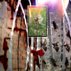 Flies Dance