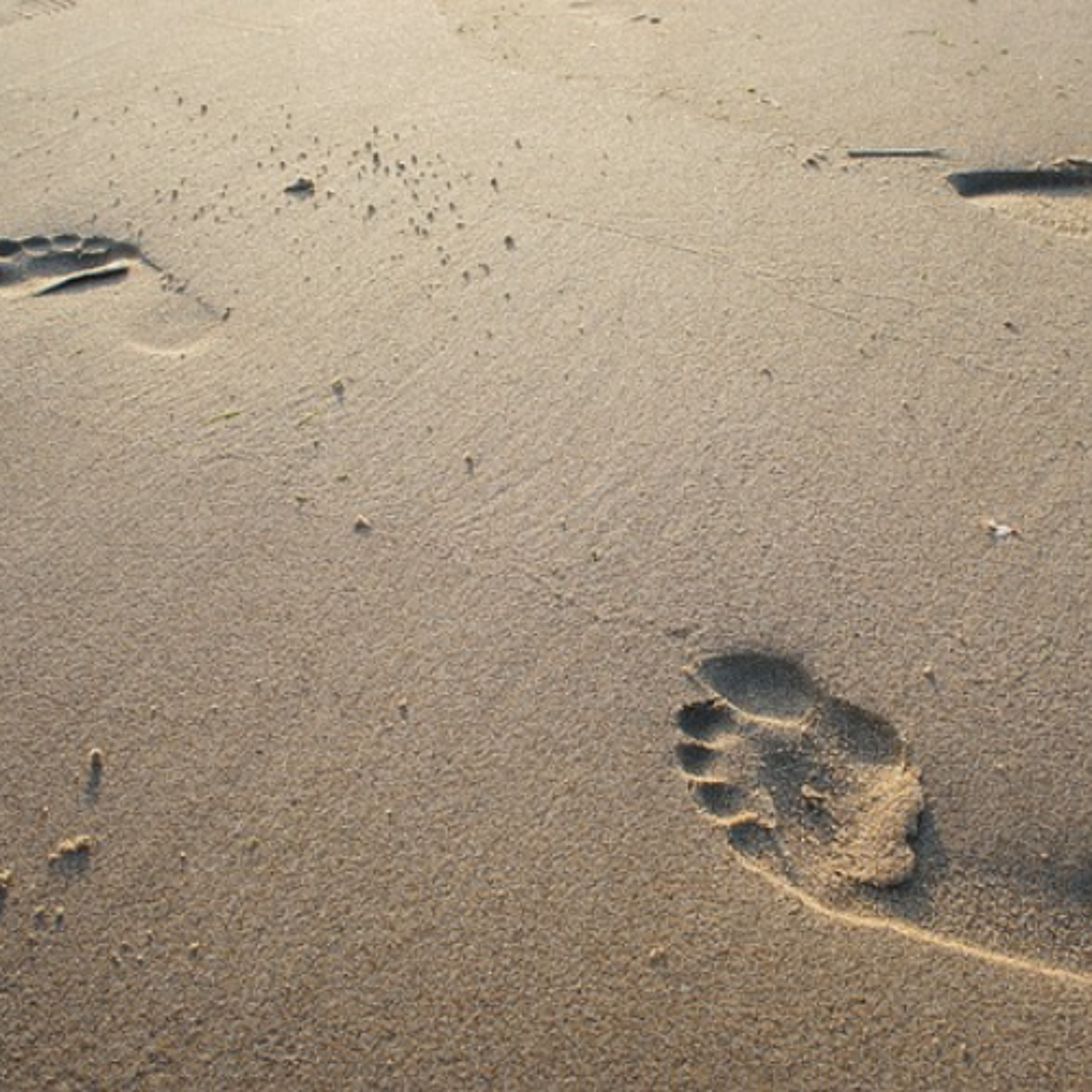 Footsteps of Our Fathers - Pull Up a Chair