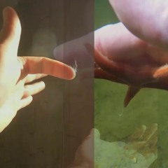 Hold On for Life, Dear