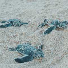 LITTLE TURTLES