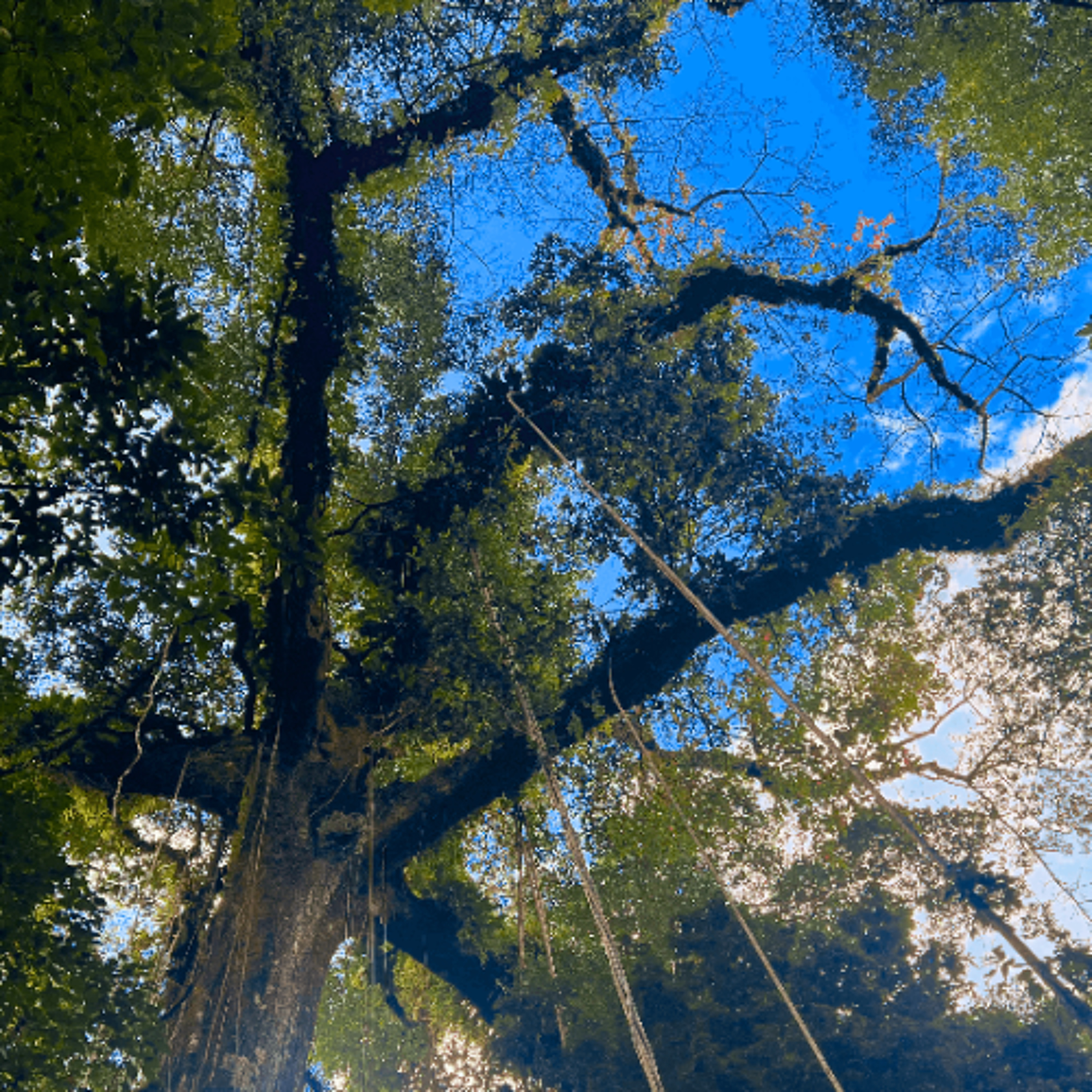 Northwest Soundscapes