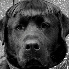 Twilight Drone - Fly like a Beagle