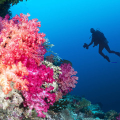 Coral Dive