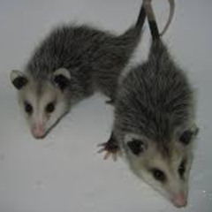 kako_bi_bilo_da_promjenis_misli