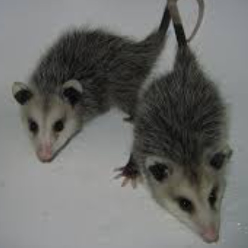 kako_bi_bilo_da_promjenis_misli