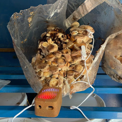 Shiitake (For The Centre For Mental Health's Balance Garden at The Chelsea Flower Show 2023)