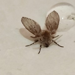 Moth Defense Formation