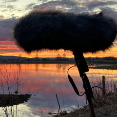 To listen with tree ears (Swedish Radio)