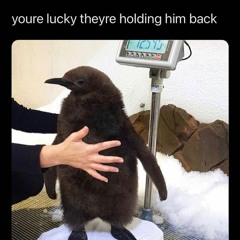 jungle (◣◢)┌∩┐