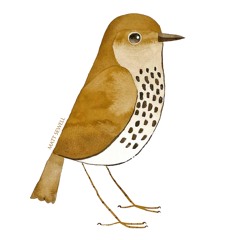 Song Thrush, Hailsham, 9-5-20