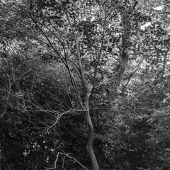 Echoes of Silence Rejection (Raw)