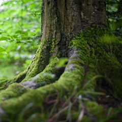 Carved in Bark