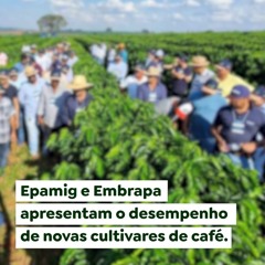 Epamig e Embrapa apresentam o desempenho de novas cultivares de café