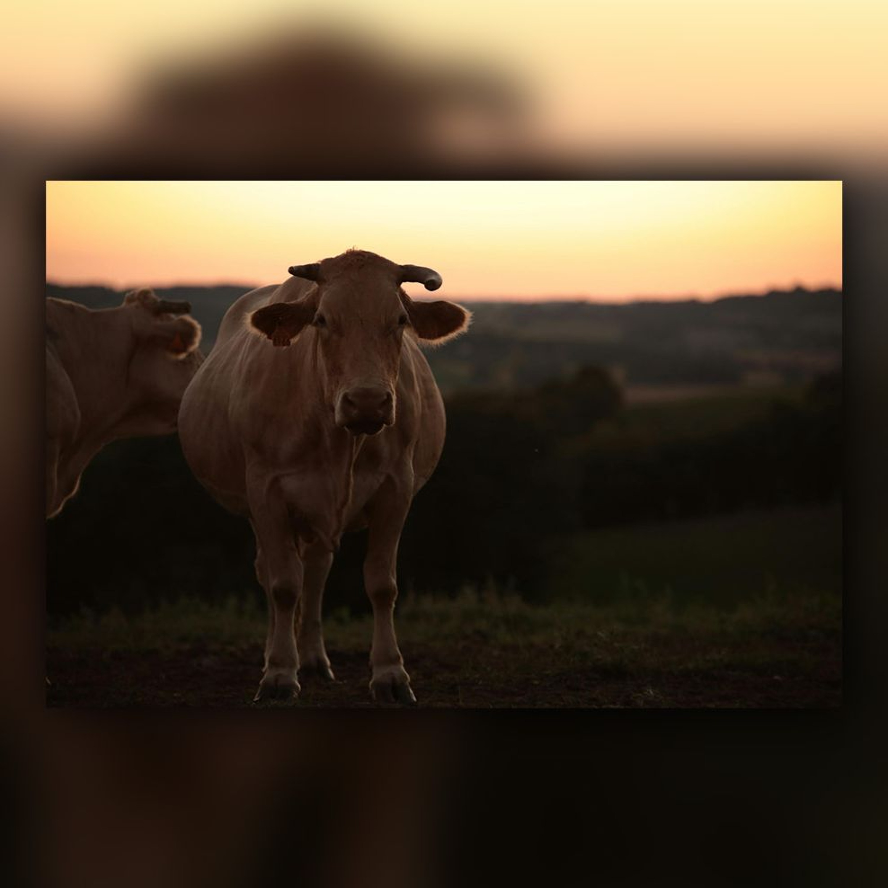 Two Cows Are Grazing In A Pasture (story) episode artwork