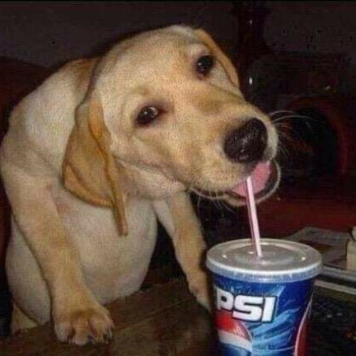 what da dog doin?