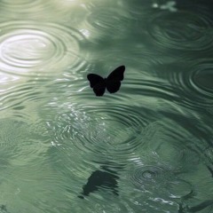 butterfly prod webster