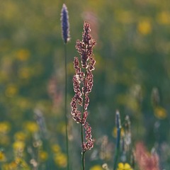 meadows
