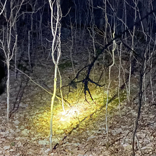 +swamp tales+(it was a dream)